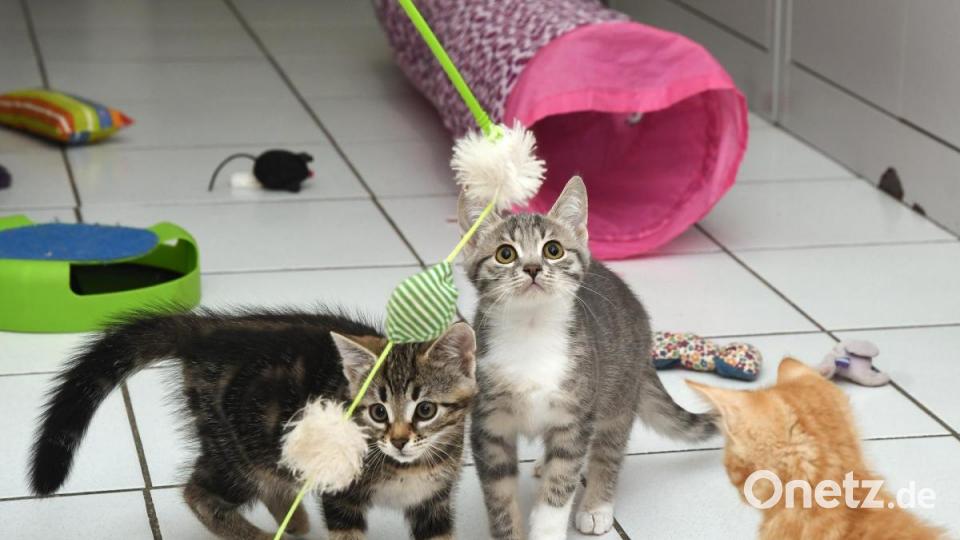 Anna-Maria Pinzl kümmert sich schon ihr Leben lang um Katzen, im Dezember 2018 gründete sie schließlich den Verein Katzenhilfe Vilstal. Auf ihrem Hof in Schmidmühlen nimmt sie Fundtiere auf, versorgt die Vierbeiner und vermittelt sie weiter. Bild: Petra Hartl