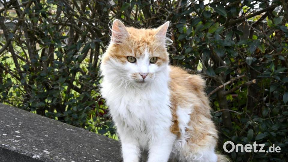 Anna-Maria Pinzl kümmert sich schon ihr Leben lang um Katzen, im Dezember 2018 gründete sie schließlich den Verein Katzenhilfe Vilstal. Auf ihrem Hof in Schmidmühlen nimmt sie Fundtiere auf, versorgt die Vierbeiner und vermittelt sie weiter. Bild: Petra Hartl