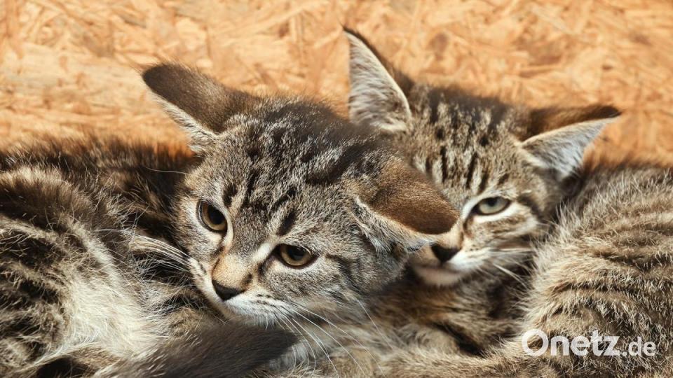 Anna-Maria Pinzl kümmert sich schon ihr Leben lang um Katzen, im Dezember 2018 gründete sie schließlich den Verein Katzenhilfe Vilstal. Auf ihrem Hof in Schmidmühlen nimmt sie Fundtiere auf, versorgt die Vierbeiner und vermittelt sie weiter. Bild: Petra Hartl