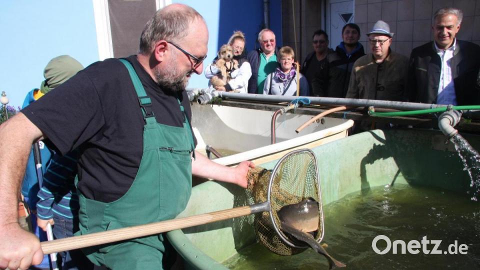 Wolfgang Stock blickte zufrieden auf seine Prachtkerle aus den nahen Teichen. Bild: wro