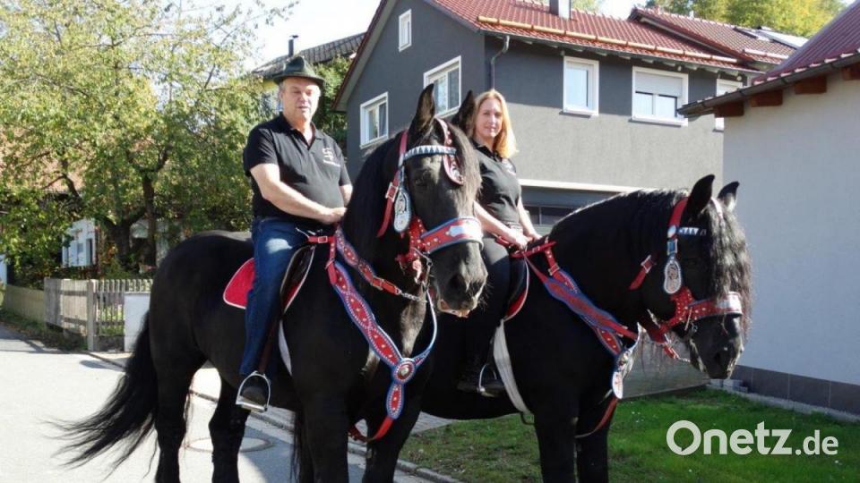 Percheron - eine Kaltblut Pferderasse aus Frankreich. Bild: twg