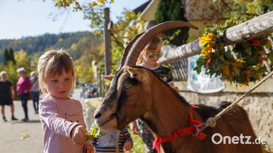 Die Ziegen freuten sich über jeden Leckerbissen der ihnen gereicht wurde. Bild: Susanne Kimmerl