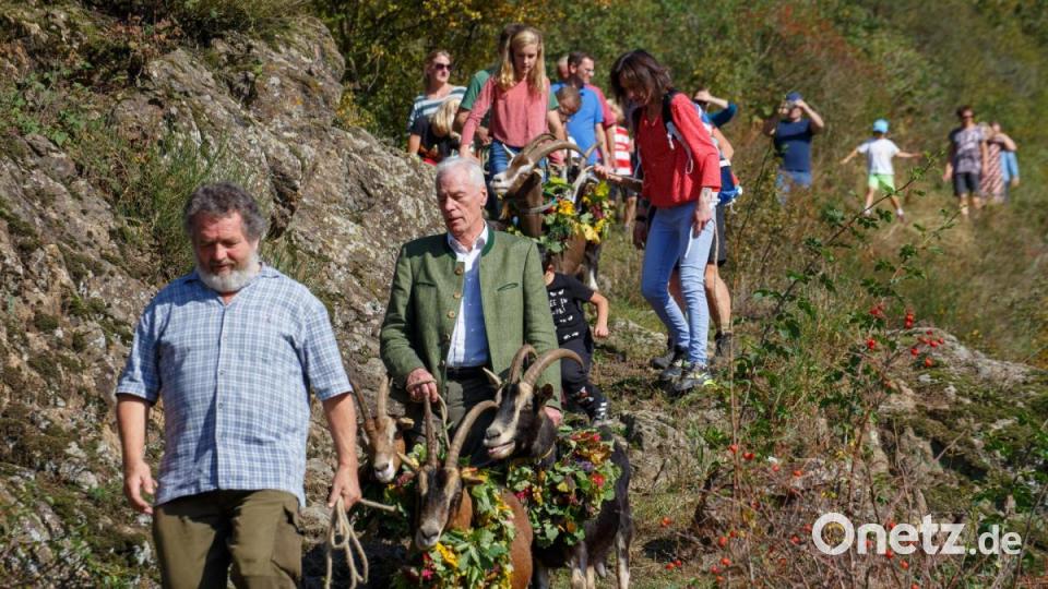 Eine ganze Reihe Helfer führten die Ziegen über die Hänge in Stein. Bild: Susanne Kimmerl