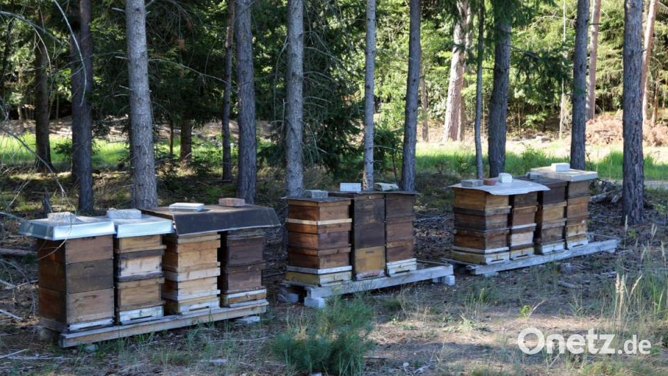 Bienenvölker stehen neben der Deponiefläche im Wald. Die blütenreichen Magerrasen sollen ihnen ausreichend Tracht bringen Bild: Gerhard Götz