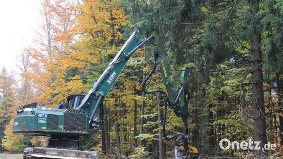 Die Maschine sägt den gefällten Baum in kleinere Stücke. Bild: Susanne Forster