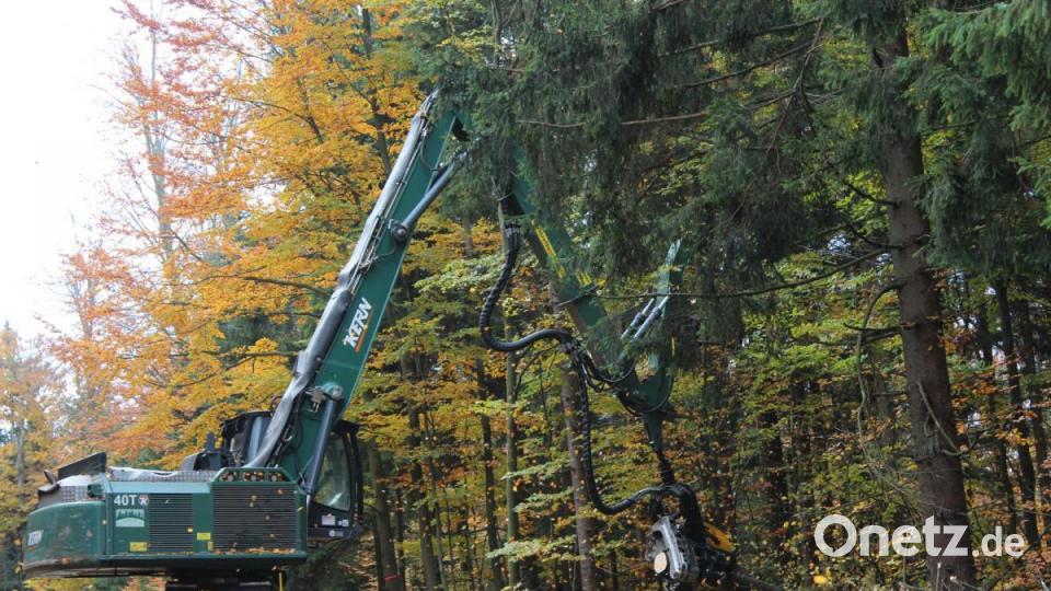 Der Baum ist gefällt. Bild: Susanne Forster