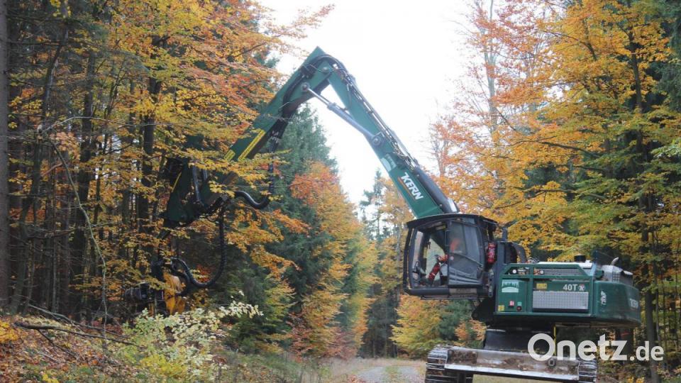 Die Maschine packt sich den Baum, der gefällt wird. Bild: Susanne Forster