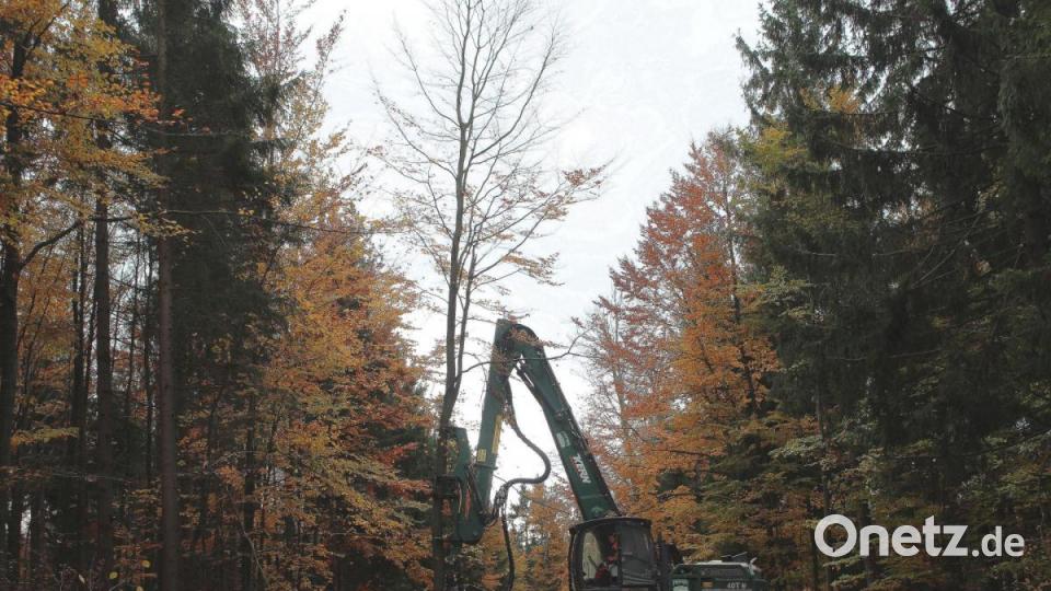 Der Harvester im Einsatz. Mit seinem Greifer transportiert er den gefällten Baum. Bild: Susanne Forster