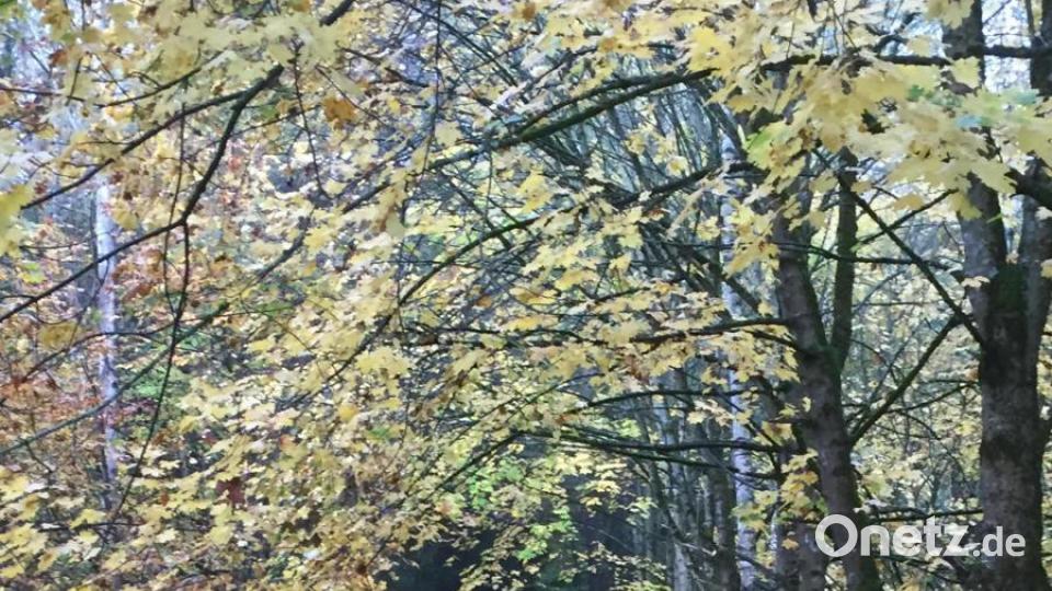 Die 5. Leserwanderung führt durch den herbstlichen Wald zwischen Wurz und Windischeschenbach. Bild: Marina Sigritz