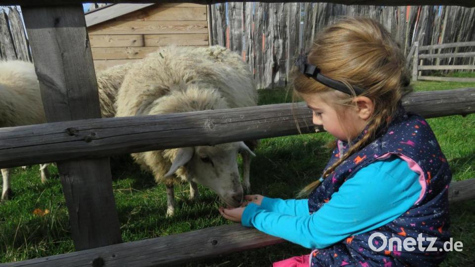 Die fünfjährige Lilly hatte viel Spaß beim Füttern der Schafe. Bild: ubb