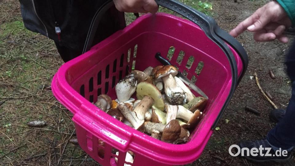 Bei der 5 Leserwanderung zwischen Wurz und Windischeschenbach fanden die Wanderer auch etliche Schwammer. Bild: Marina Sigritz
