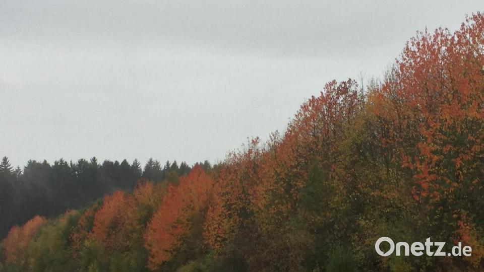 5 Leserwanderung zwischen Wurz und Windischeschenbach. Bild: Marina Sigritz