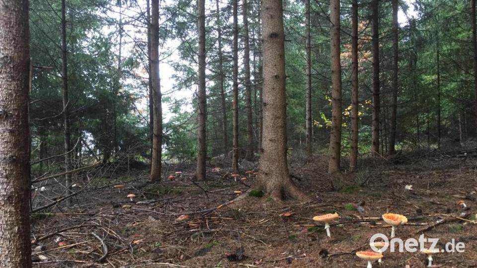 5 Leserwanderung zwischen Wurz und Windischeschenbach. Bild: Marina Sigritz