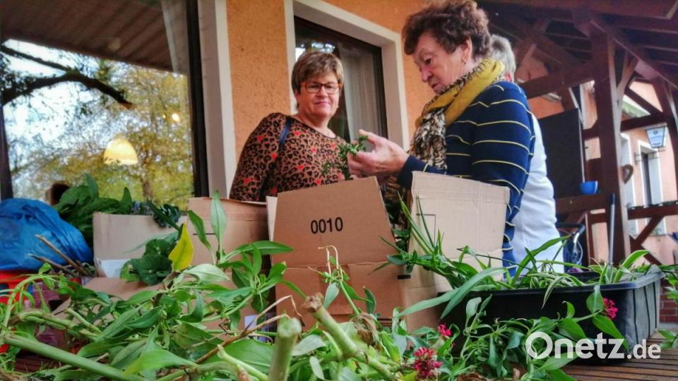 Die Staudenbörse fand zum ersten Mal in Stulln statt. Bild: anv