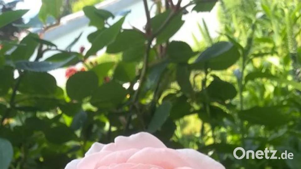 Unsere Facebook-Fans teilen ihre schönsten Sommerbilder mit uns. Bild: Andrea Maul