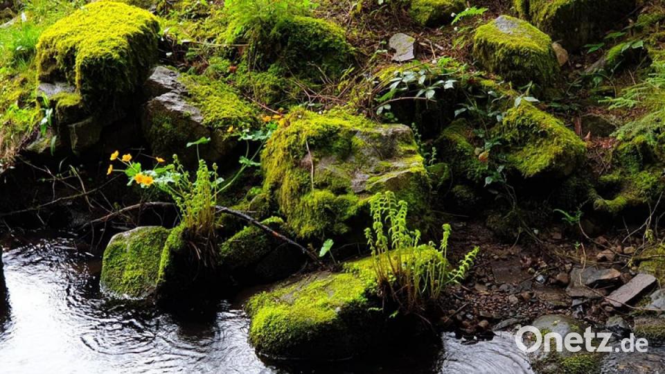 Unsere Facebook-Fans teilen ihre schönsten Sommerbilder mit uns. Bild: Ronny Zechel