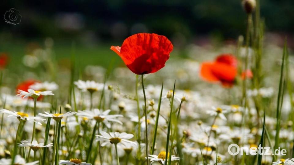 Unsere Facebook-Fans teilen ihre schönsten Sommerbilder mit uns. Bild: Steffi Knorr