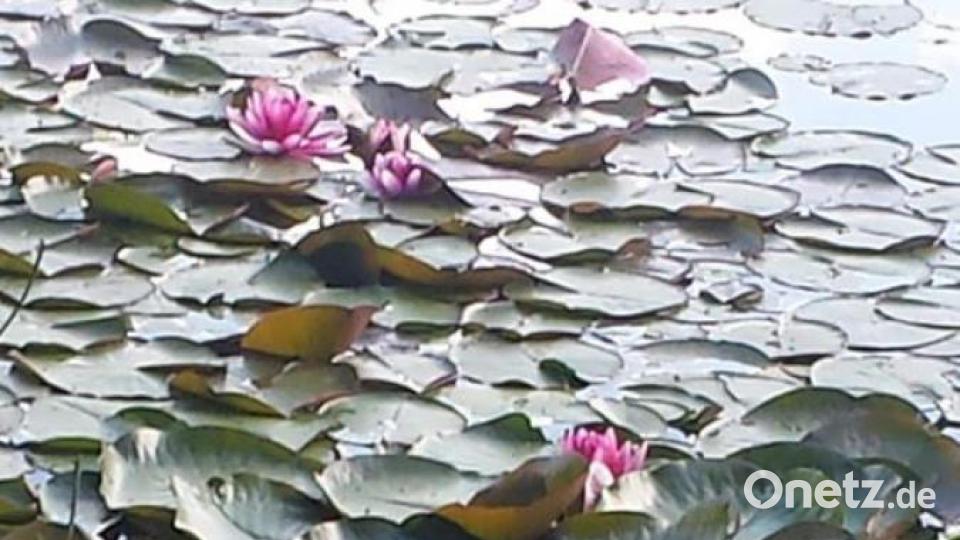 Unsere Facebook-Fans teilen ihre schönsten Sommerbilder mit uns. Bild: Rosemarie Wolf_