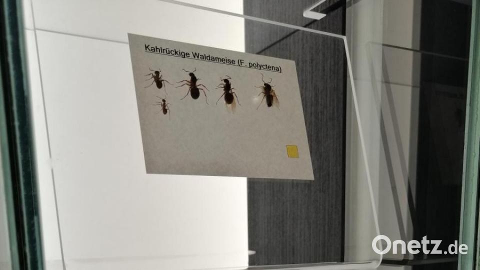 Konservierte Exemplare. Bild: anv
