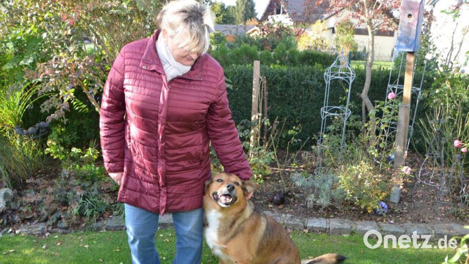 &quot;Monti&quot;, der Belgische-Schäferhund-Collie-Mischling, ist ein echter Kamerad und weicht Christa Gieler nicht von der Seite Bild: dob