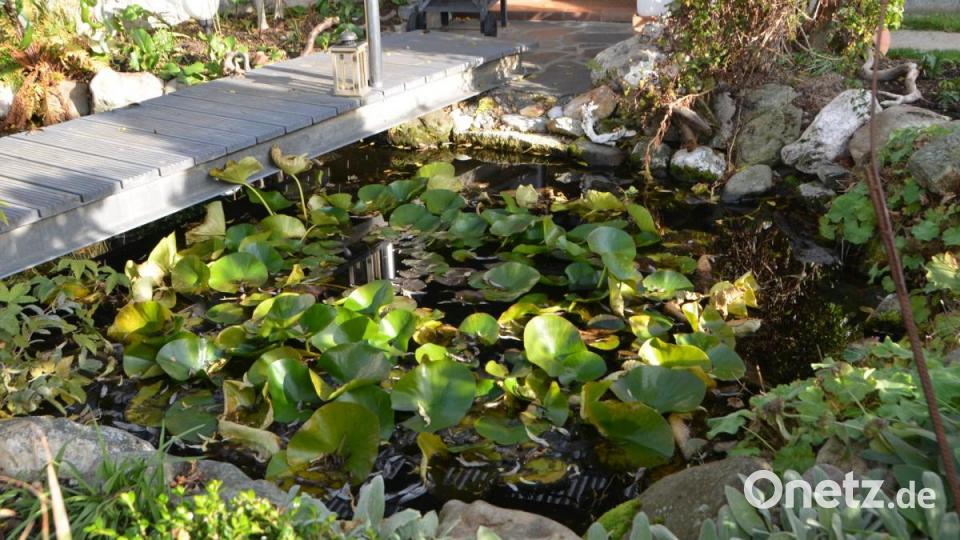 Malerisch schön - der Seerosenteich. Bild: dob