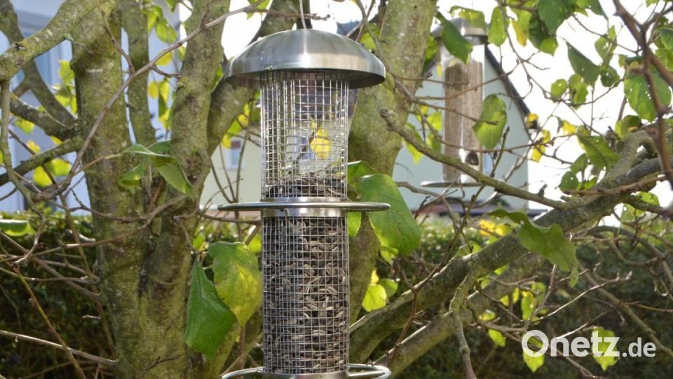 Der Tisch ist üppig gedeckt für die Vogelwelt. Bild: dob