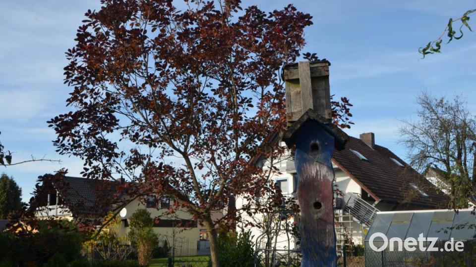 Für Vögel ist in Gielers Garten überall Platz. Bild: dob