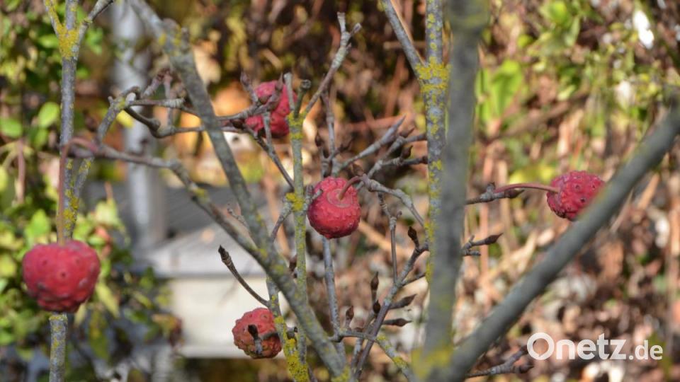 Die ersten dekorativen Früchte hängen am Chinesischen Blumen-Hartriegel „Teutonia“. Die im Durchmesser bis zu zwei Zentimeter großen erdbeerähnlichen Früchte lassen sich ebenfalls zu Marmeladen verarbeiten. Wenn nicht, sind sie auch eine begehrte Futterquelle für die Vögel im Winter. Bild: dob