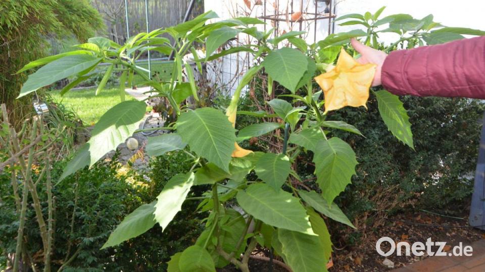 Die letzten blühenden Engelstrompeten verströmen noch Ende Oktober ihren Duft. Bild: dob