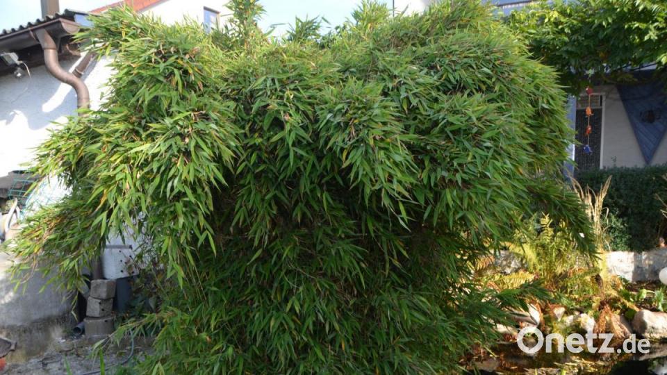 Die Bambusblätter tanzen im leichten Oktoberwind. Bild: dob