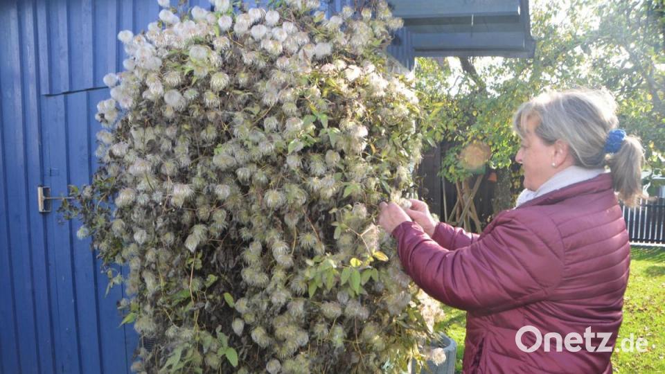 Am Vogelhaus in dem fröhlich die unterschiedlichsten gefiederten Freunde munter zschilpen leuchtet über den Resten der letzten Sommerstauden mit noch erstaunlich vielen verblühten Dolden die Clematis, die wohl zu den schönsten Kletterkünstlern gehört. Ihre walnussgroßen filigranen Blüten an den dünnen Ästchen ähneln der Pusteblumen im Sommer. Bild: dob