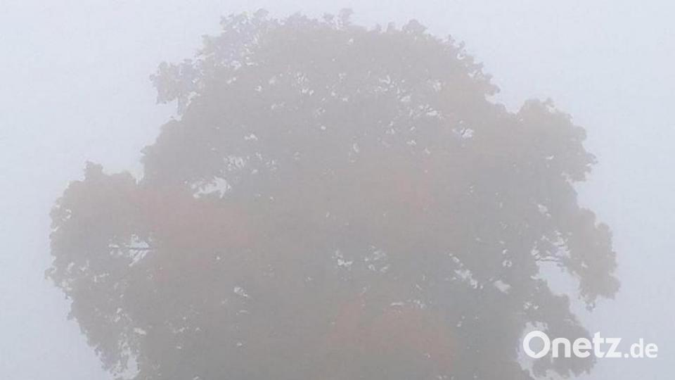 Derselbe Baum in einer weiteren typischen Herbst-Ansicht - fast ein wenig lyrisch angehaucht, im Nebel. Bild: Reinhold Wurm