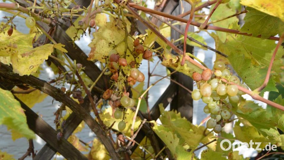 Die letzte Süße im schweren Wein. Bild: dob