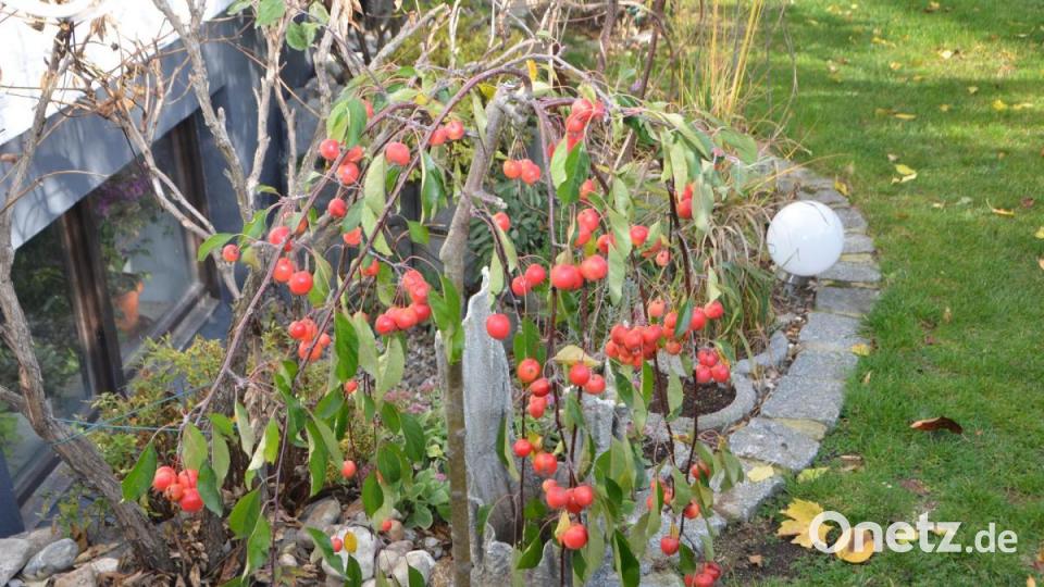 Großer Auftritt am Ende des Sommers. Der Zierapfelbaum ist noch gar nicht so lange gepflanzt und trägt schon die ersten Früchte. Bild: dob