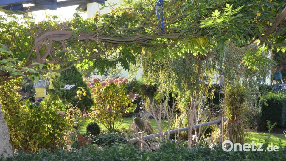 Der Blauregen beschenkt an der Terrasse noch mit üppigem Laub. Noch kann man die letzten wärmeren Sonnenstrahlen an diesem geschützten Ort einfangen. Bild: dob