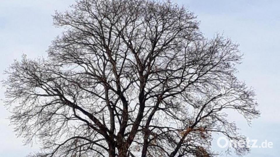 Schade, die bunte Blätter-Pracht ist verschwunden. Aber auch das gehört dazu im Herbst. Bild: Reinhold Wurm