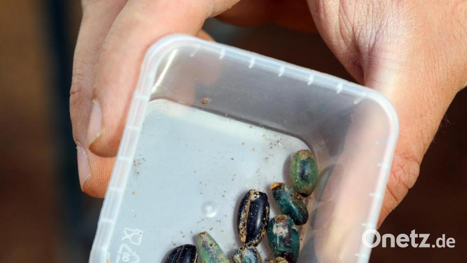 Ob eine Frau oder ein Mann im Grab bestattet wurde, erschließt sich den Forschern schon durch die Grabbeigaben: Diese Perlen gehörten einem Mädchen. Bild: GERHARD GOETZ