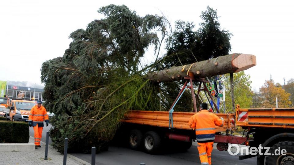 Der Weihnachtsbaum für den Marktplatz wird angeliefert. Bild: Stephan Huber