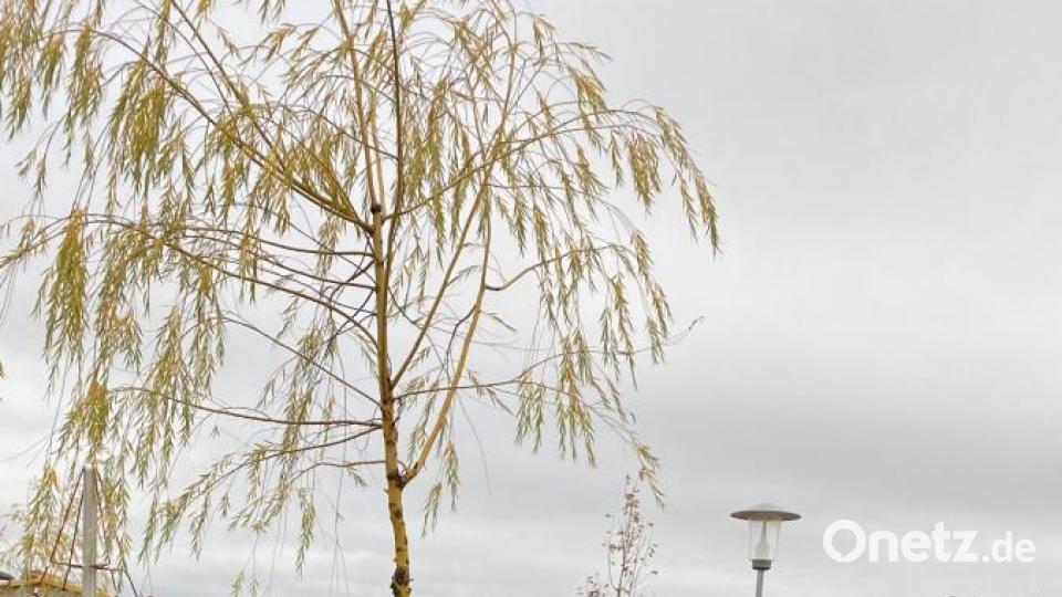Martinifahrt zum 50-jährigen Bestehen der Partnerschaft Weiden und Weiden am See. Bild: Karin Wilck