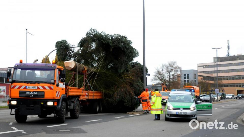 Der Weihnachtsbaum für den Marktplatz wird angeliefert. Bild: Stephan Huber