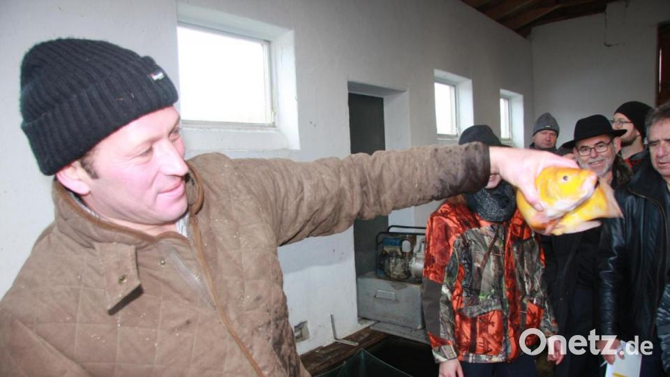 Eine Laune der Natur: In Klaus Bächers Teichen schwimmen ab und zu auch goldene Schleien. Bild: wro