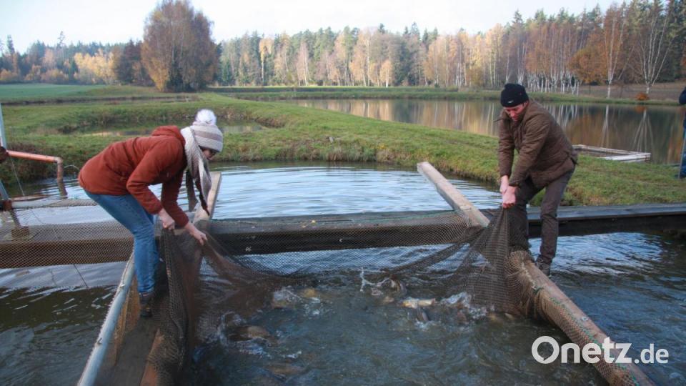 Teichnixe Sophia und Klaus Bächer zogen das Netz um die Karpfen – für einige wenige Minuten – sichtbar zu machen. Bild: wro