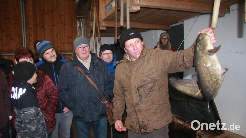 Der Prachtbursche, den Klaus Bächer aus dem Wasser gefischt hat ist ein Waller. Bild: wro