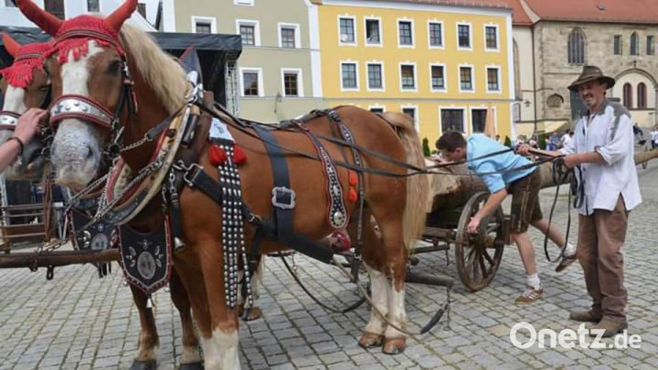 Die schweren Rösser der Pickels ziehen den Kirwabaum bei der Woiz-Kirwa in Sulzbach-Rosenberg. Bild: hka