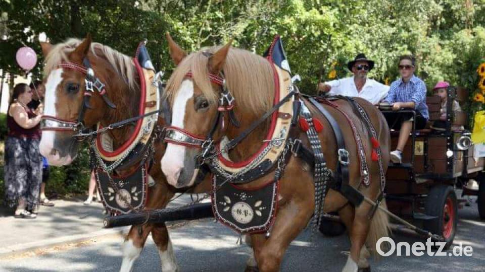 Ali und Max ziehen den Planwagen mit Pickel Vater und Sohn auf dem Bock Bild: hka