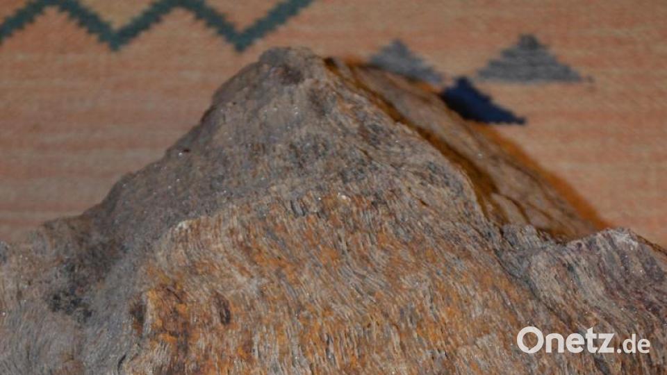 Das ist ein versteinerter Baumstamm. Gefunden hat ihn Bauer in einem Waldstück bei Pfaffenreuth. Bild: Anne Wiesnet