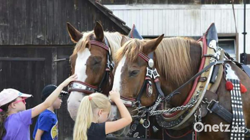 Sie dürfen gestreichelt werden: Bei der Königsteiner Kirwa werden Max und Fabi von Kindern bestaunt. Bild: hka
