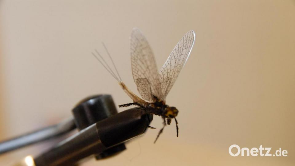 Verführerisch - aber halt nicht echt - eine künstliche Fliege Bild: pop