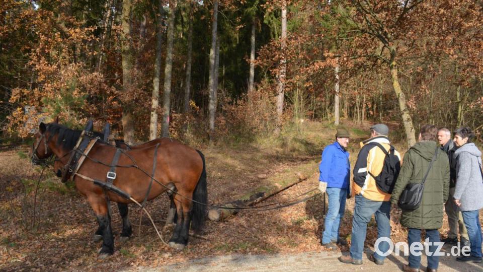 Interessierte Besucher konnten sich informieren, wie das Holzrücken mit Pferdegespann von statten geht. Mit den Museums-Pferden Leo und Fonse wurde dies demonstriert. Bild: Freya Stoeckl
