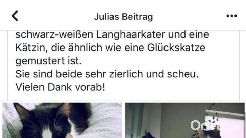 Bilder der vermissten Katzen. Screenshot: Alexander Auer